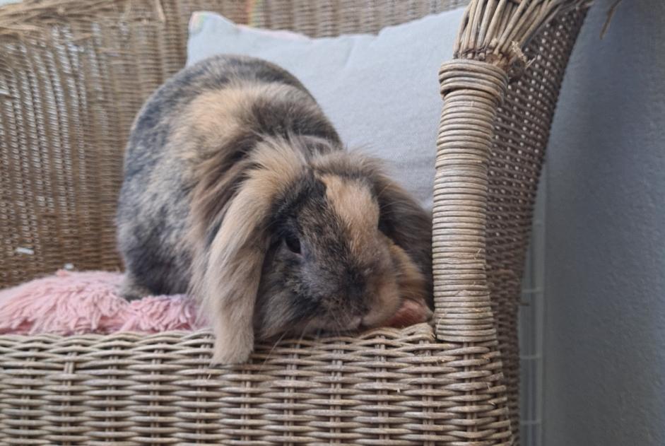 Vermisstmeldung Hase Weiblich , 2025 jahre Draveil Frankreich Vermisstmeldung Hase Weiblich , 2025 jahre Draveil Frankreich