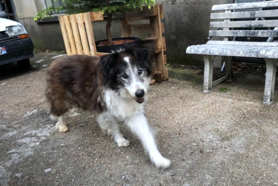 Fundmeldung Hund  Unbekannt Boissezon Frankreich