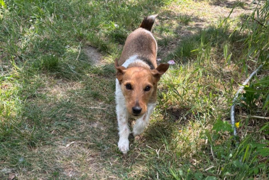Fundmeldung Hund  Weiblich Neuillé Frankreich