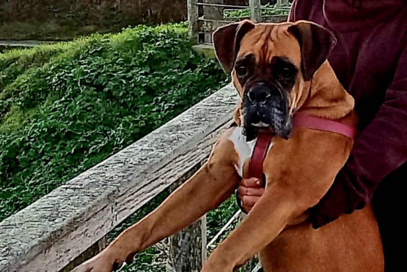 Vermisstmeldung Hund  Weiblich , 8 jahre Vernon Frankreich