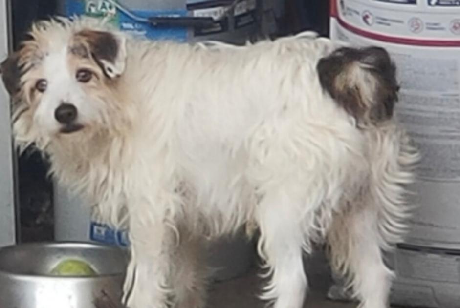 Vermisstmeldung Hund  Männliche , 11 jahre Lorca Spanien