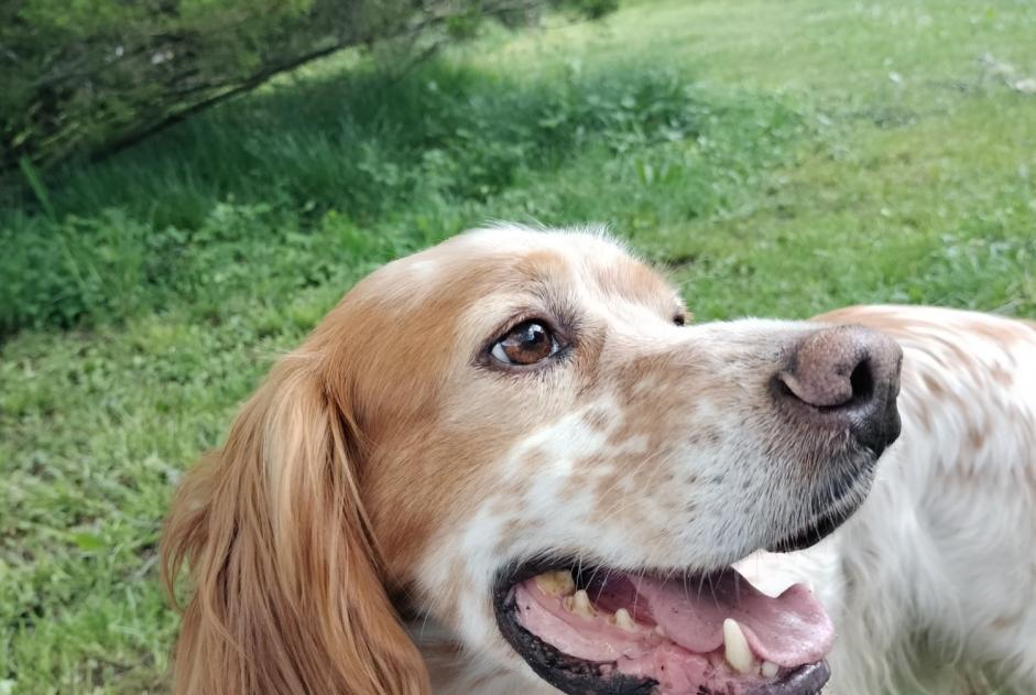 Vermisstmeldung Hund Männliche , 6 jahre Ferreira do Zêzere Portugal Vermisstmeldung Hund Männliche , 6 jahre Ferreira do Zêzere Portugal