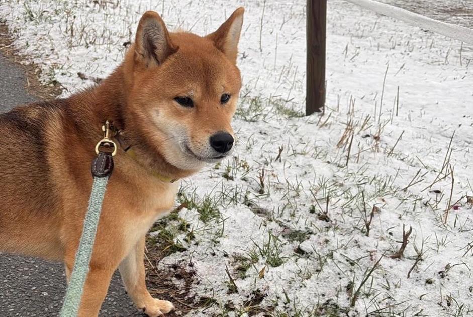 Vermisstmeldung Hund Männliche , 3 jahre Martigny Schweiz Vermisstmeldung Hund Männliche , 3 jahre Martigny Schweiz