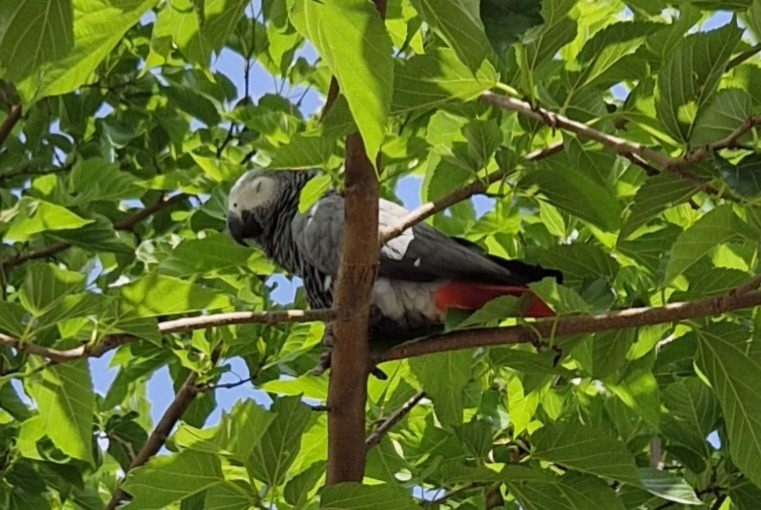 Discovery alert Bird Unknown Décines-Charpieu France Discovery alert Bird Unknown Décines-Charpieu France