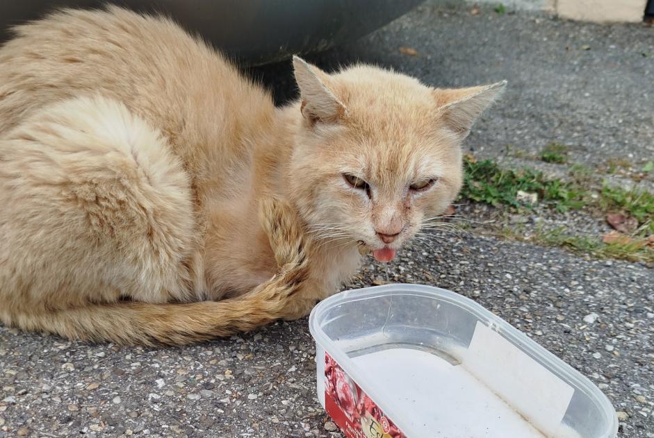 Discovery alert Cat  Unknown Meyzieu France