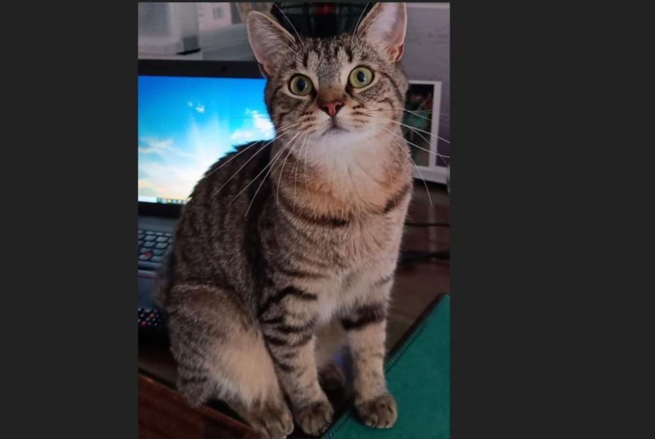 Disappearance alert Cat Female , 4 years Perwez Belgium