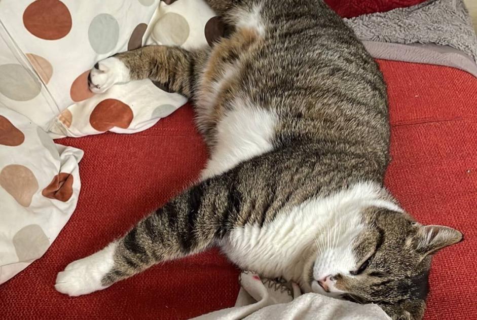 Disappearance alert Cat Male , 4 years Genappe Belgium