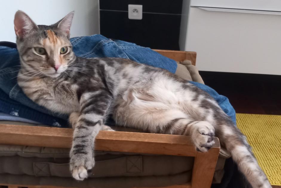 Disappearance alert Cat miscegenation Female , 2 years La Seyne-sur-Mer France