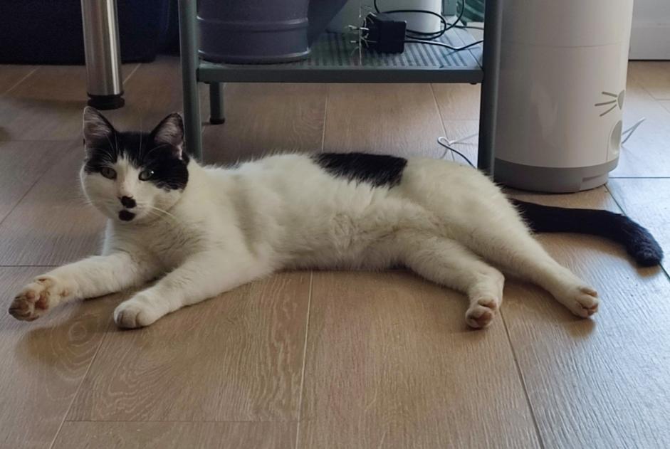 Disappearance alert Cat Male , 9 years La Bruyère Belgium