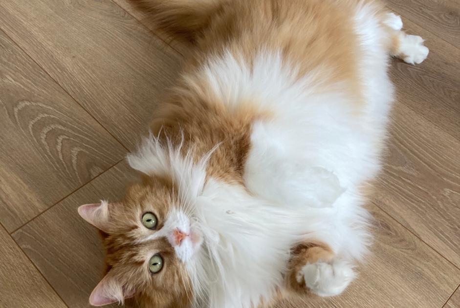 Disappearance alert Cat miscegenation Female , 5 years Orléans France