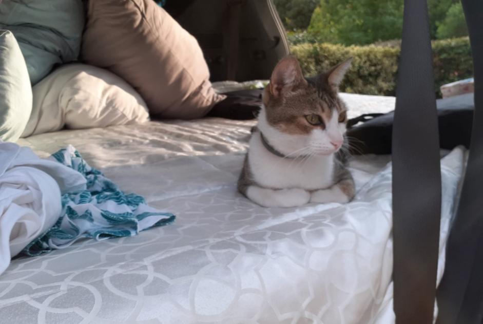 Disappearance alert Cat miscegenation Male , 8 years Luso Portugal Disappearance alert Cat miscegenation Male , 8 years Luso Portugal