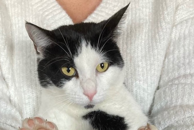 Disappearance alert Cat Male , 14 years Tourville-la-Rivière France Disappearance alert Cat Male , 14 years Tourville-la-Rivière France