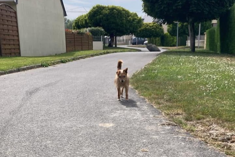 Discovery alert Dog Unknown Dol-de-Bretagne France