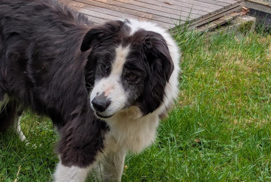 Discovery alert Dog Unknown Villers-le-Bouillet Belgium Discovery alert Dog Unknown Villers-le-Bouillet Belgium