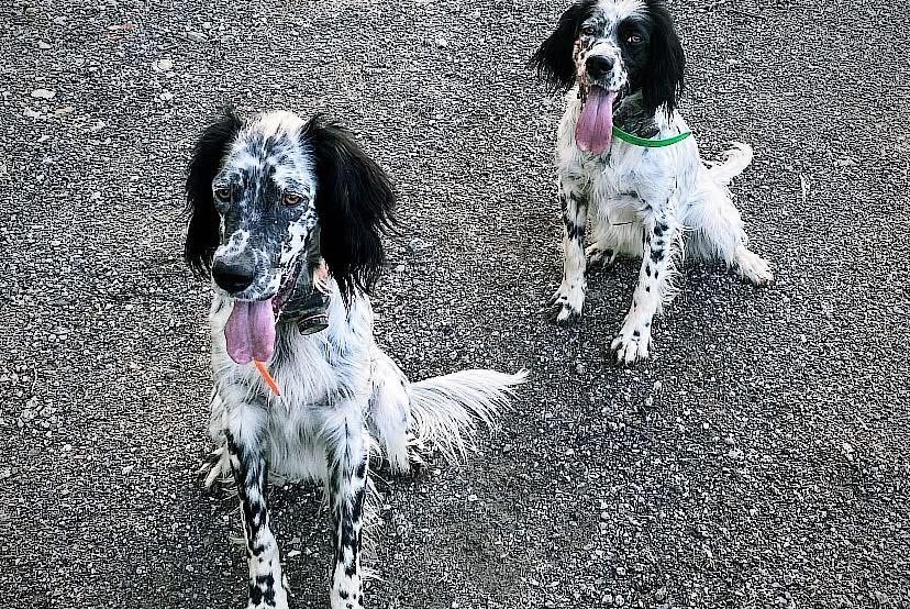 Disappearance alert Dog  Male , 2 years Urcuit France