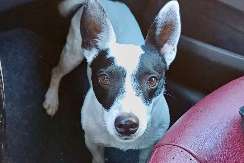 Disappearance alert Dog  Male , 6 years Telhado Portugal