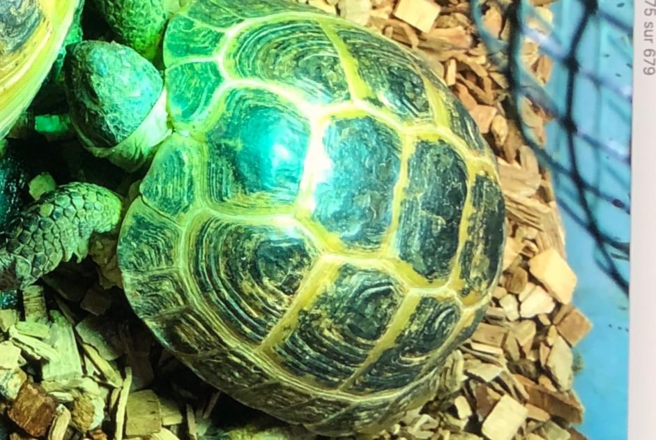 Disappearance alert Tortoise Female , 2025 years Châtellerault France Disappearance alert Tortoise Female , 2025 years Châtellerault France