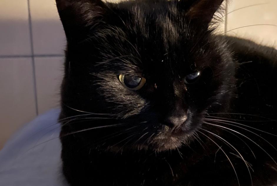 Alerta de Desaparición Gato Hembra , 8 años Le Locle Suiza