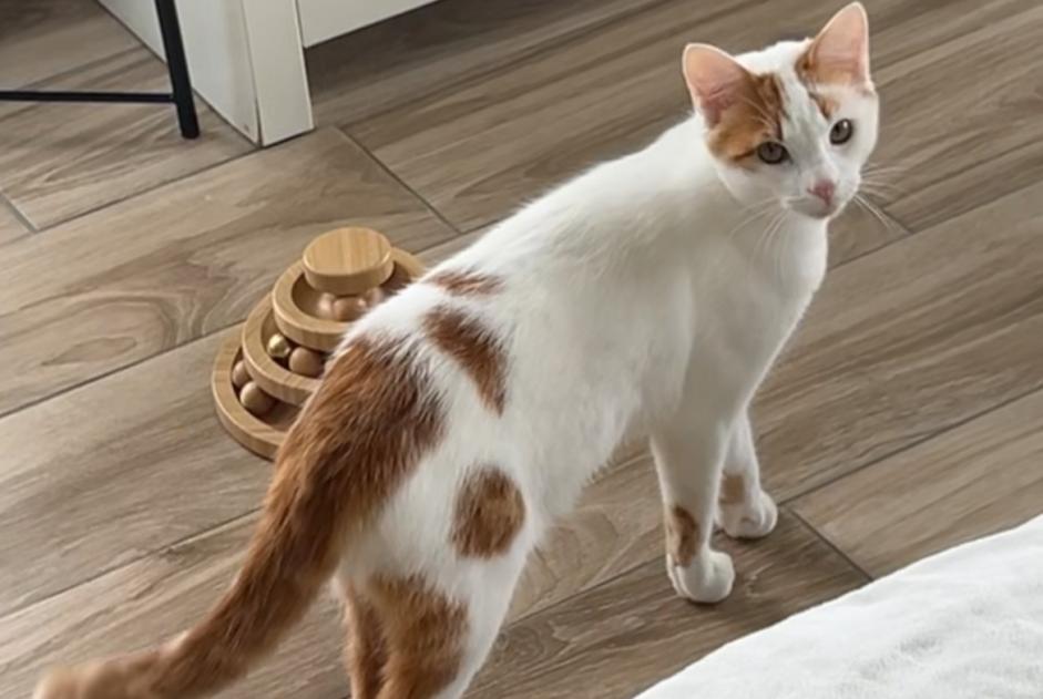 Alerta de Desaparición Gato Macho , 1 años Rosheim Francia