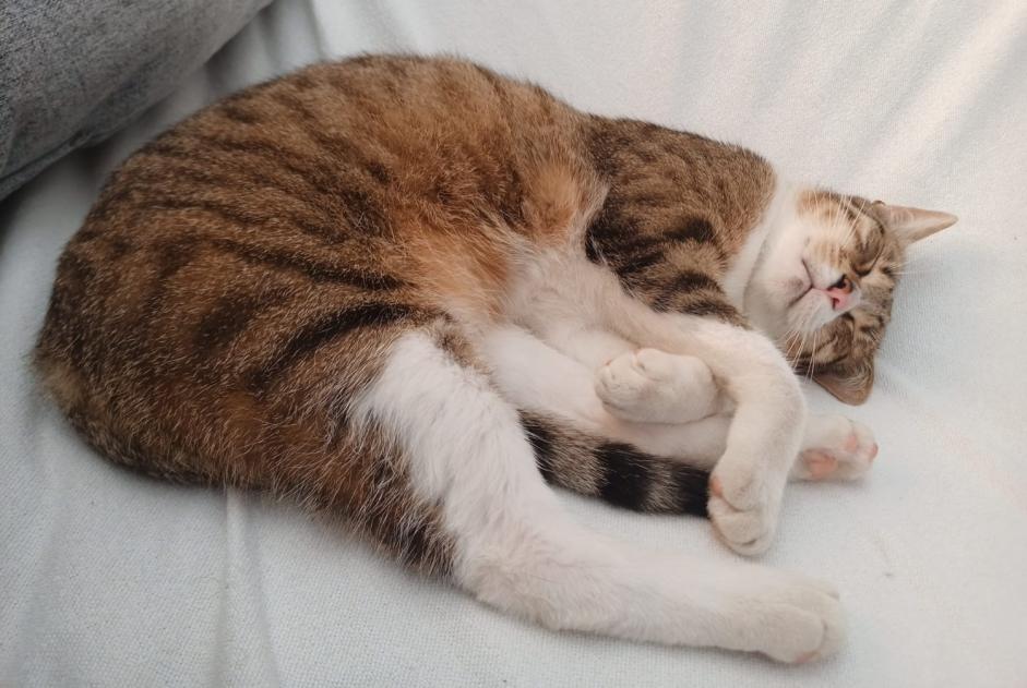 Alerta de Desaparición Gato Macho , 3 años Doische Bélgica Alerta de Desaparición Gato Macho , 3 años Doische Bélgica