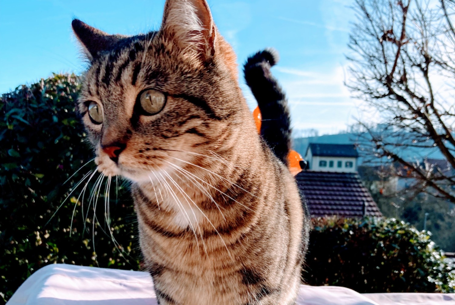 Alerta de Desaparición Gato cruce Hembra , 6 años Moudon Suiza Alerta de Desaparición Gato cruce Hembra , 6 años Moudon Suiza