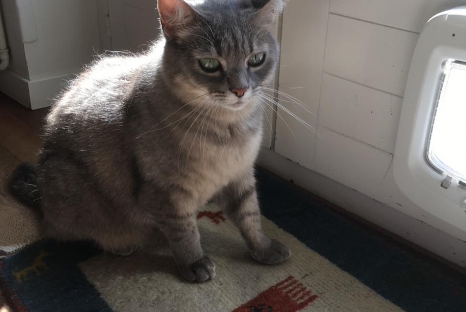 Alerta de Desaparición Gato cruce Hembra , 6 años Nyon Suiza Alerta de Desaparición Gato cruce Hembra , 6 años Nyon Suiza