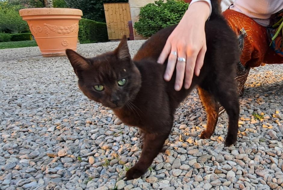 Alerta de Hallazgo Gato Macho Val-Suzon Francia