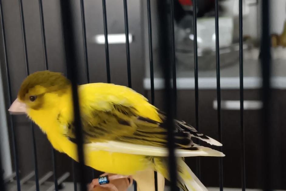Alerta de Hallazgo Pájaro Desconocido Thuin Bélgica