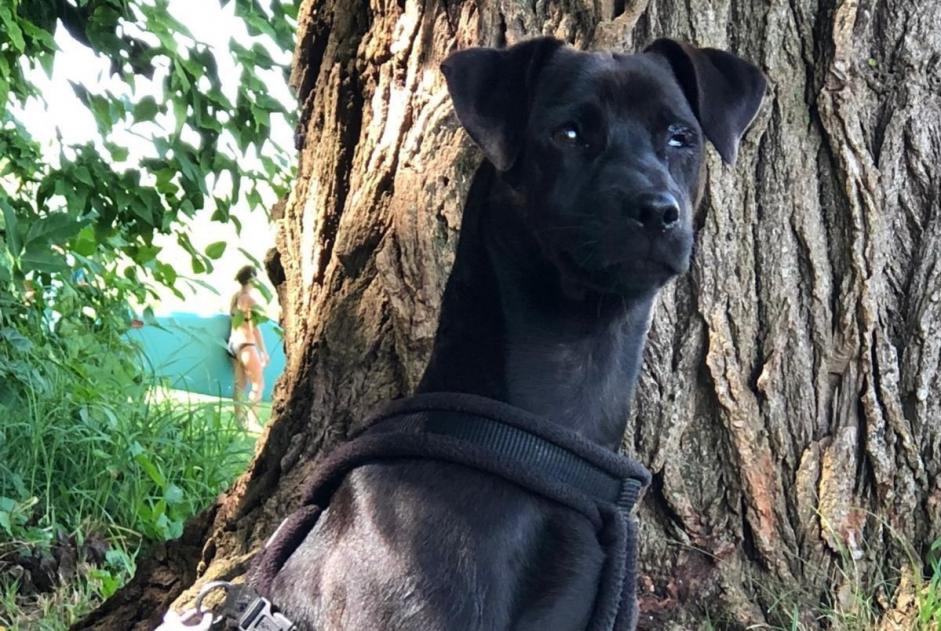 Alerta de Desaparición Perro cruce Macho , 8 años Montejo España