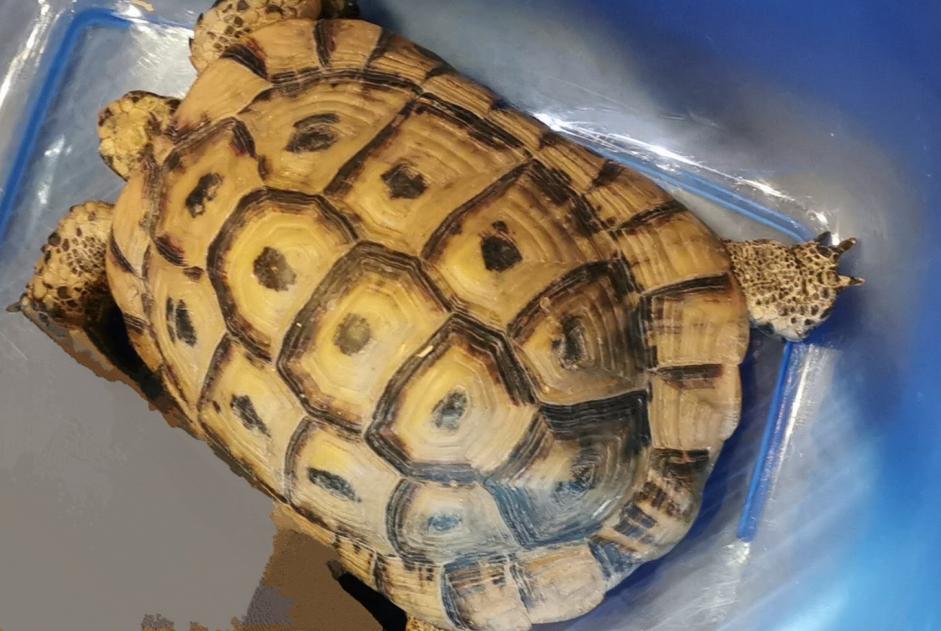 Alerta de Desaparición Tortuga Macho , 2025 años Amboise Francia Alerta de Desaparición Tortuga Macho , 2025 años Amboise Francia