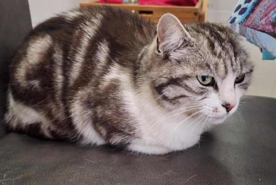 Alerte Disparition Chat croisement Femelle , 6 ans Caudan France