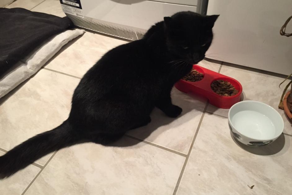 Alerte Disparition Chat Mâle , 15 ans Marcy France