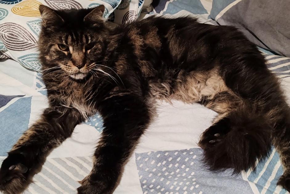 Alerte Disparition Chat  Mâle , 7 ans Les Martres-de-Veyre France