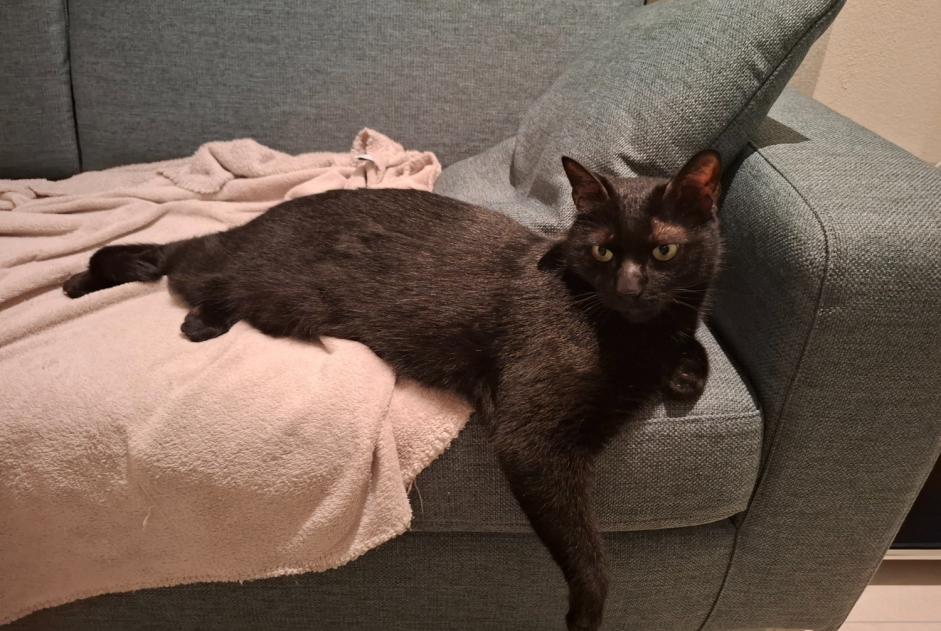 Alerte Disparition Chat croisement Mâle , 8 ans Crissier Suisse