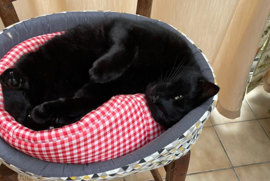 Alerte Disparition Chat Mâle , 5 ans Castelginest France