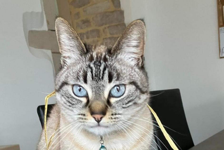 Alerte Disparition Chat croisement Femelle , 6 ans Cruzille France