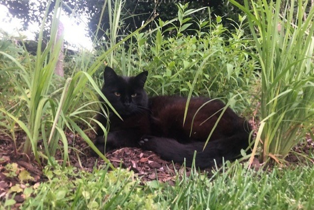 Alerte Disparition Chat Mâle , 15 ans Saint-Louis France