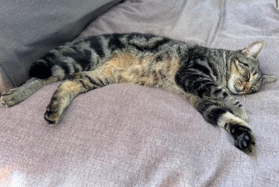 Alerte Disparition Chat Mâle , 5 ans Anhée Belgique Alerte Disparition Chat Mâle , 5 ans Anhée Belgique