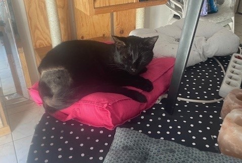 Alerte Disparition Chat Mâle , 2 ans Corcoué-sur-Logne France Alerte Disparition Chat Mâle , 2 ans Corcoué-sur-Logne France