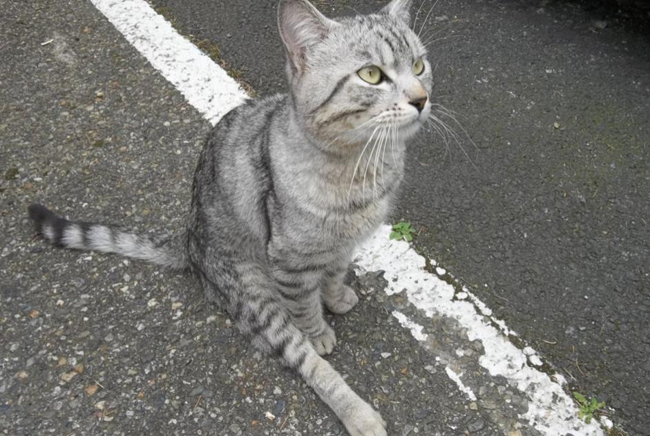 Alerte Découverte Chat  Mâle , 2 ans Toulouse France