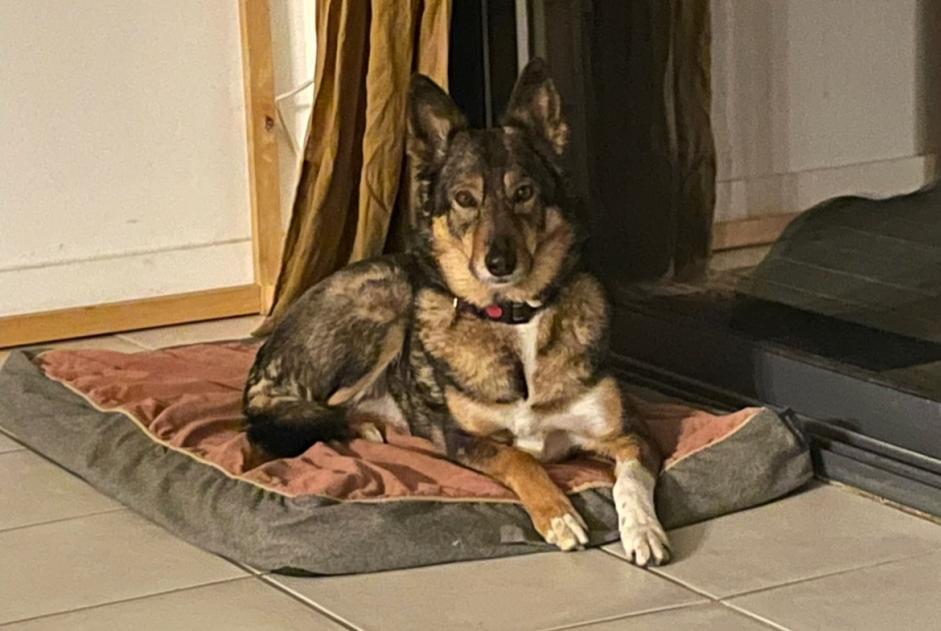 Alerte Disparition Chien croisement Femelle , 8 ans Toulouse France