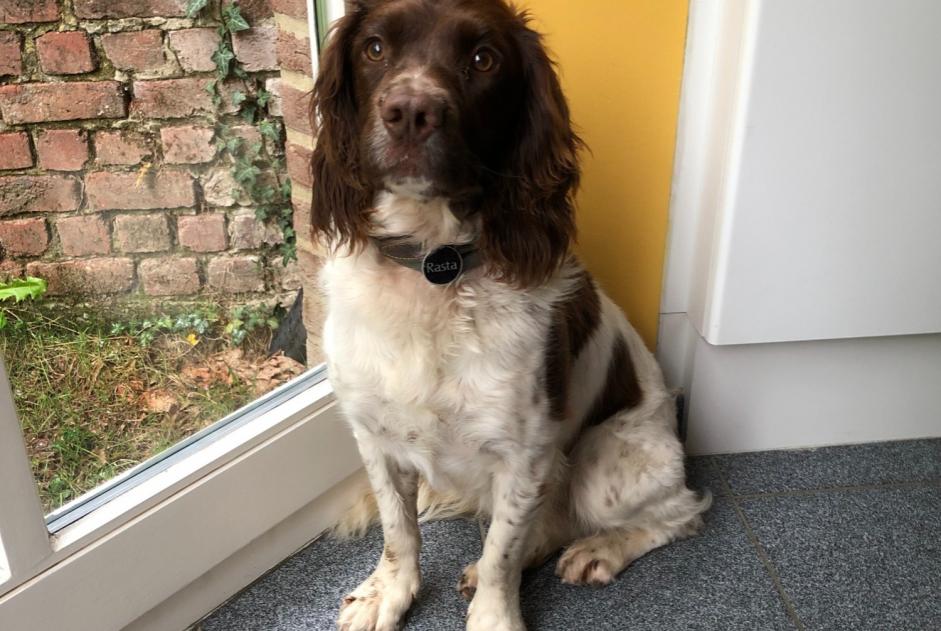 Alerte Disparition Chien Femelle , 7 ans Crans-Montana Suisse Alerte Disparition Chien Femelle , 7 ans Crans-Montana Suisse