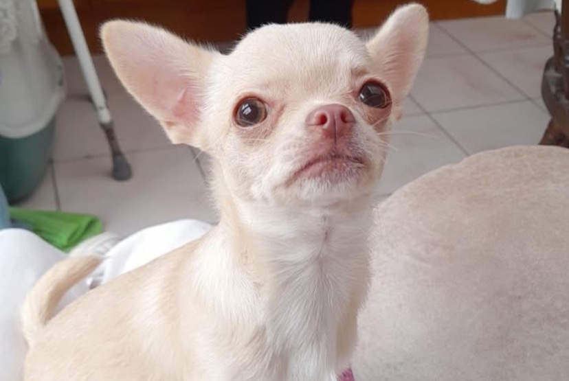 Alerte Disparition Chien Femelle , 1 ans Comines-Warneton Belgique Alerte Disparition Chien Femelle , 1 ans Comines-Warneton Belgique