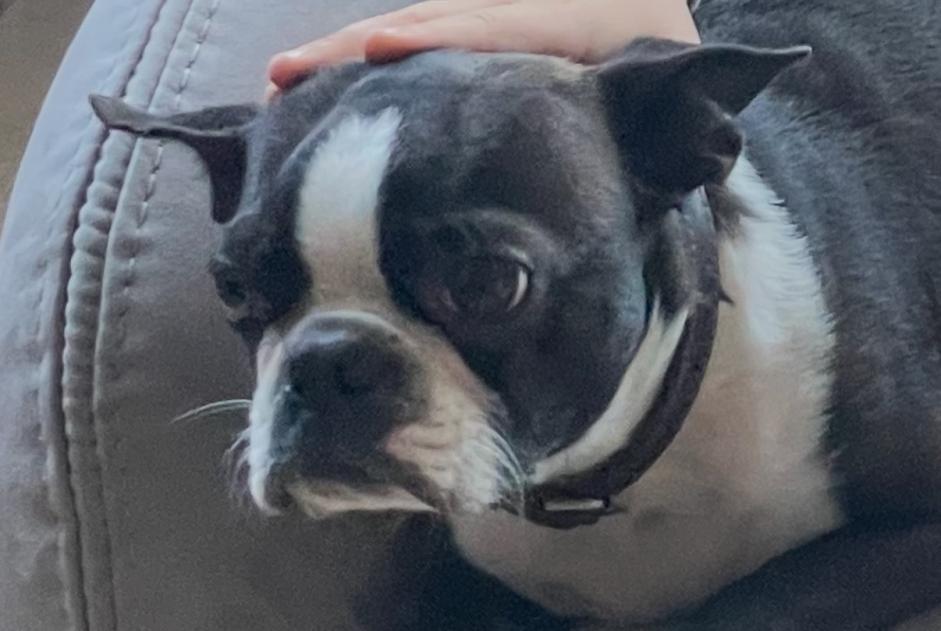 Alerte Disparition Chien Mâle , 6 ans Saint-Aubin-du-Cormier France Alerte Disparition Chien Mâle , 6 ans Saint-Aubin-du-Cormier France
