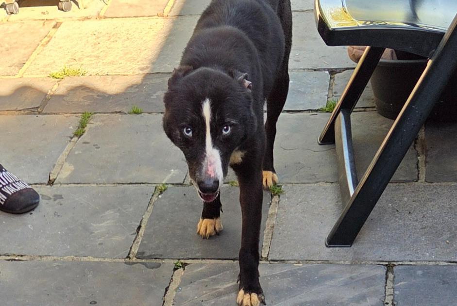 Alerte Découverte Chien croisement Femelle Le Rœulx Belgique