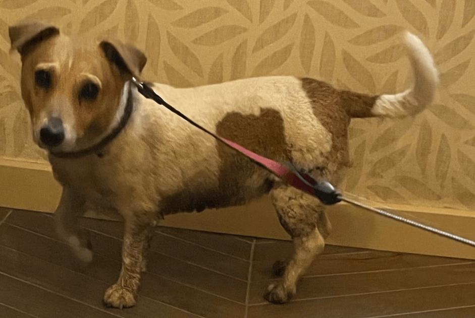 Alerte Découverte Chien  Femelle Estinnes Belgique