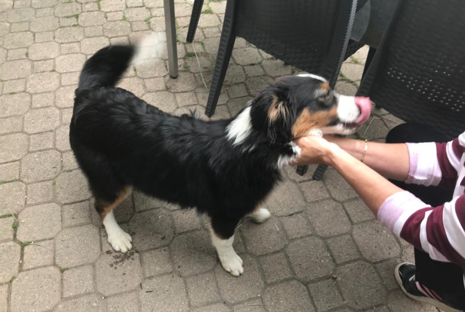 Alerte Découverte Chien croisement Femelle Embrun France