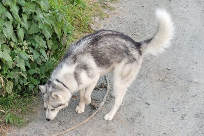 Alerte Découverte Chien  Mâle Rouans France