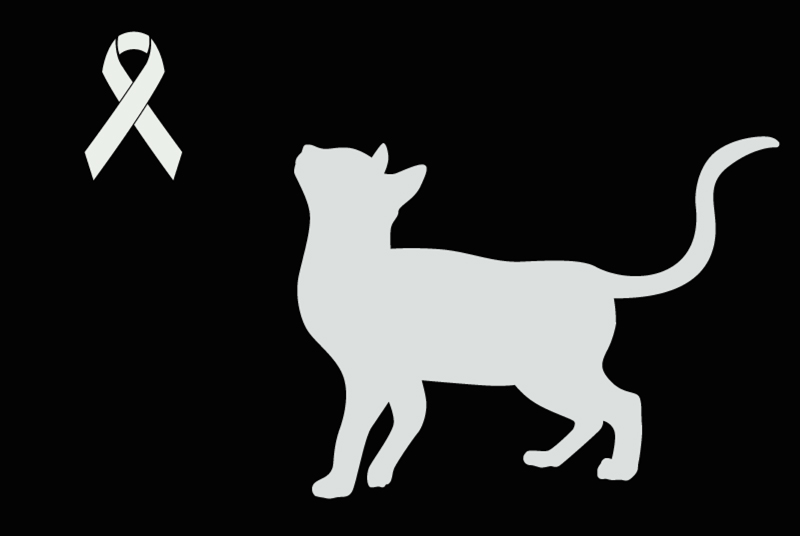 Alerte Découverte Chat Inconnu Charleroi Belgique