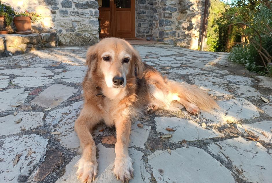 Avviso scomparsa Cane incrocio di razze Femmina , 13 anni Caselle Italia